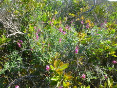 Indigofera sp-aff-platypoda