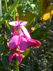 Indigofera sp-aff-platypoda