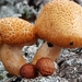 Gymnopilus suberis - Photo (c) minextre, some rights reserved (CC BY-NC), uploaded by minextre