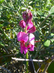Indigofera sp-aff-platypoda