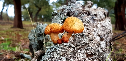 Gymnopilus suberis image
