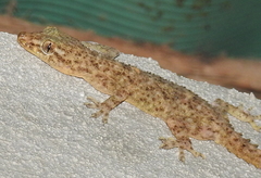 Hemidactylus brookii