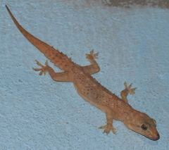 Hemidactylus brookii