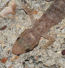 Hemidactylus brookii
