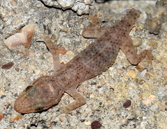 Hemidactylus brookii