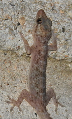 Hemidactylus tenkatei
