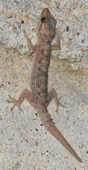 Hemidactylus tenkatei