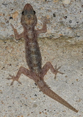 Hemidactylus tenkatei