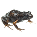 Landdross Moss Frog - Photo no rights reserved, uploaded by Oliver Angus