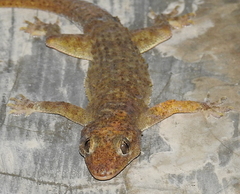 Hemidactylus tenkatei