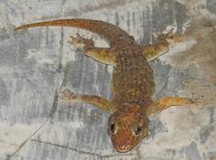 Hemidactylus tenkatei