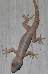 Hemidactylus tenkatei