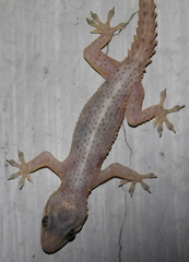 Hemidactylus tenkatei
