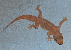 Hemidactylus tenkatei