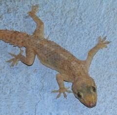 Hemidactylus tenkatei