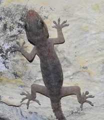 Hemidactylus tenkatei