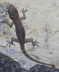 Hemidactylus tenkatei