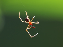 Neottiura bimaculata