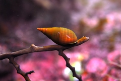 Kelp Shell