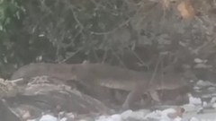 Varanus palawanensis