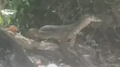 Varanus palawanensis