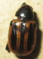 Afroeurydemus nubiensis