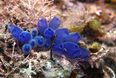 Clavelina moluccensis