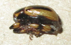 Afroeurydemus nubiensis