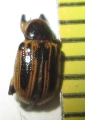 Afroeurydemus nubiensis