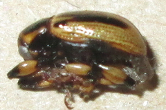 Afroeurydemus nubiensis