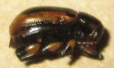 Afroeurydemus nubiensis