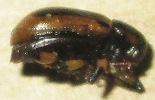 Afroeurydemus nubiensis