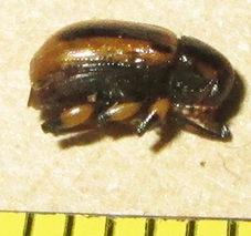 Afroeurydemus nubiensis