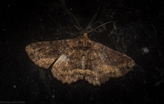 Paradromulia ambigua