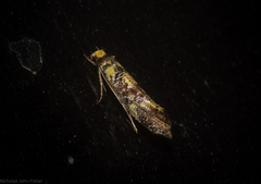 Monopis chrysogramma