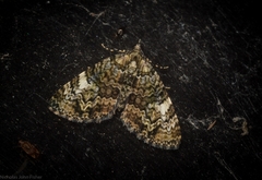 Heterochasta lasioplaca