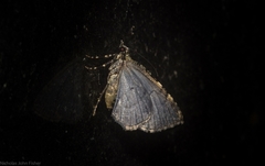 Heterochasta lasioplaca