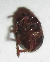 Microporus