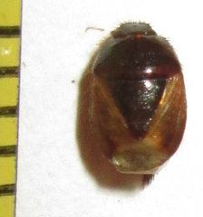 Microporus