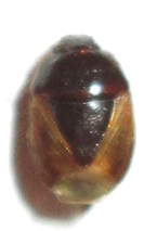Microporus