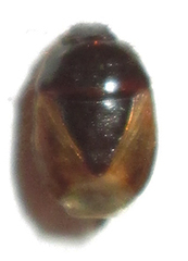 Microporus