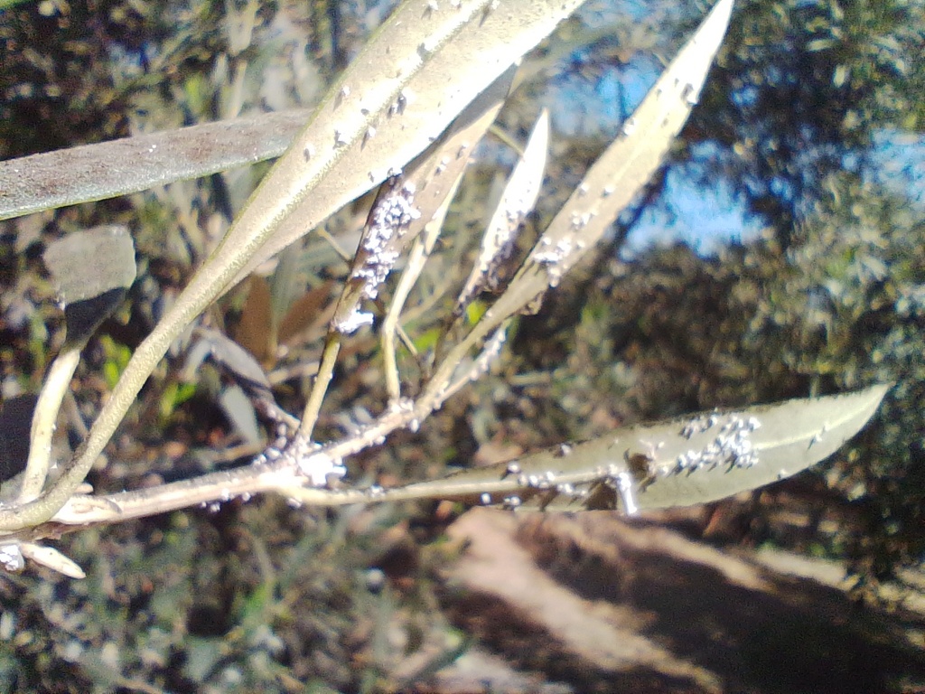 Praelongorthezia olivicola