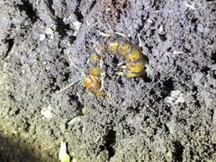 Cormocephalus rubriceps