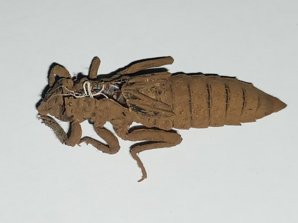 Notogomphus kilimandjaricus