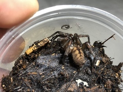 Hexathele hochstetteri