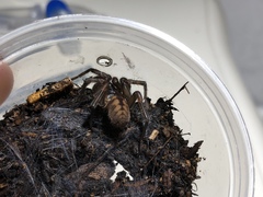 Hexathele hochstetteri