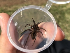 Hexathele hochstetteri