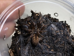 Hexathele hochstetteri