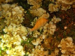 Spondyliosoma cantharus