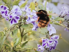 Bombus eximius